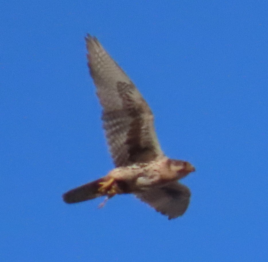 Prairie Falcon - ML636588734