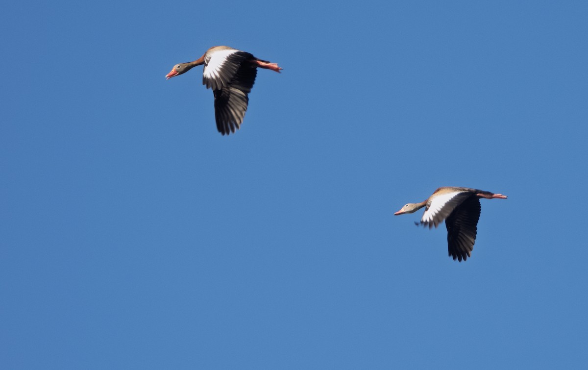 Black-bellied Whistling-Duck - Mark Penkower