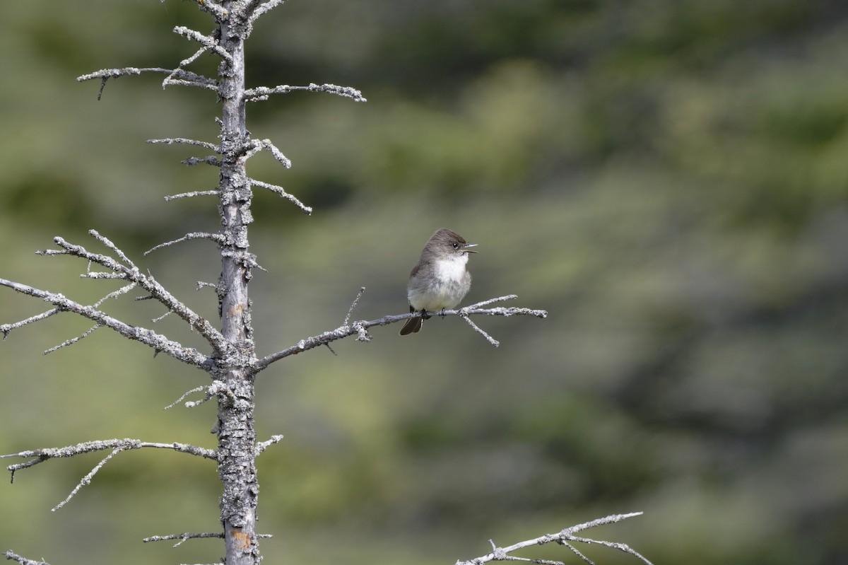 Eastern Phoebe - ML636588965