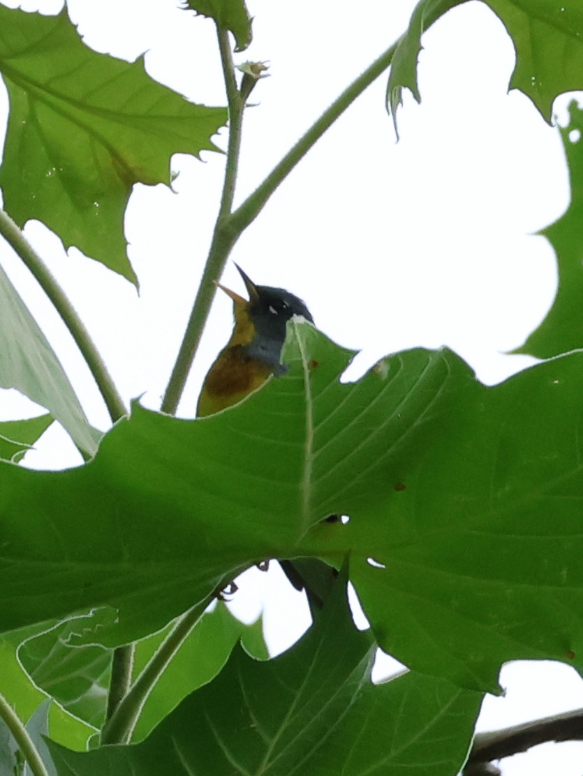 Northern Parula - ML636588986