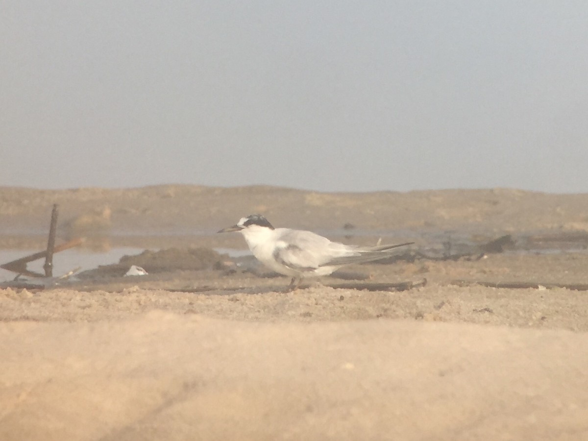 Least Tern - ML63658901