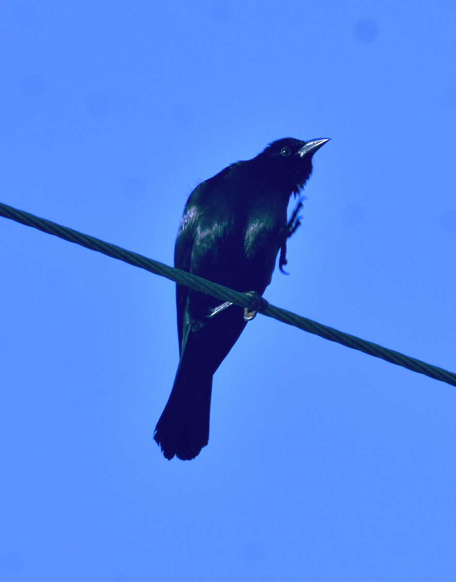 Cuban Blackbird - ML636589051