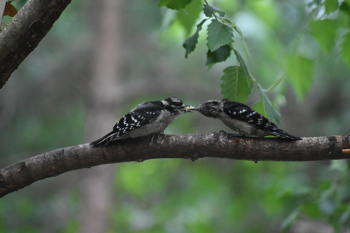 Downy Woodpecker - ML636589134