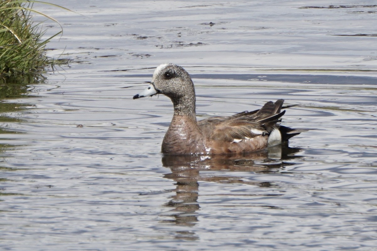 American Wigeon - ML636589217