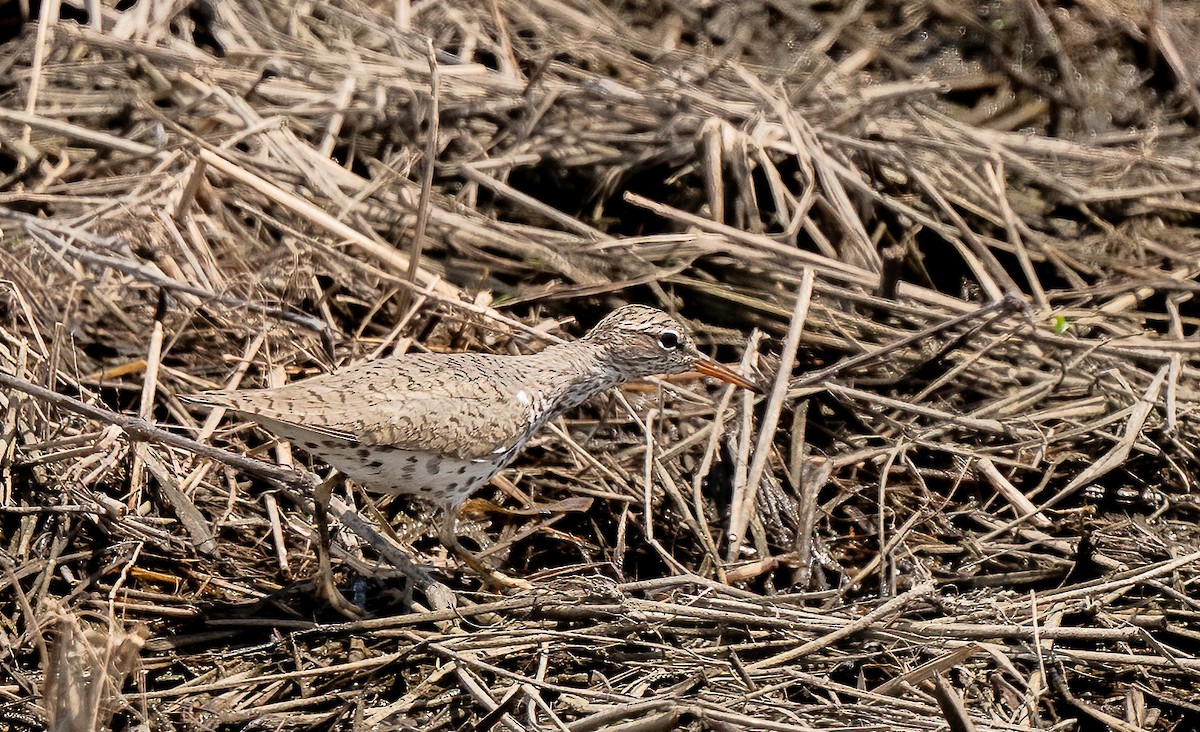 flekksnipe - ML636589334