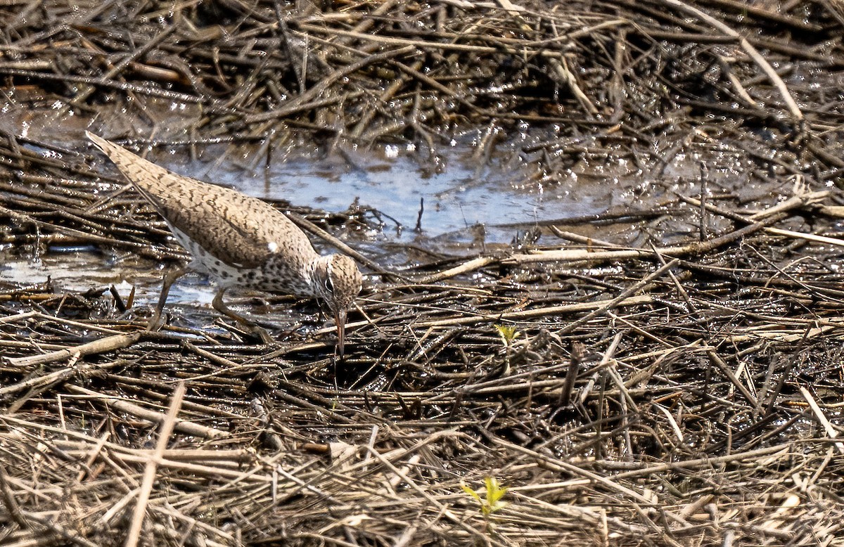 flekksnipe - ML636589336