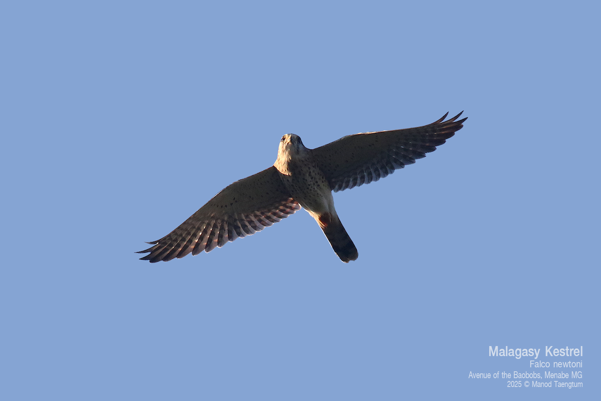 Malagasy Kestrel - ML636589389