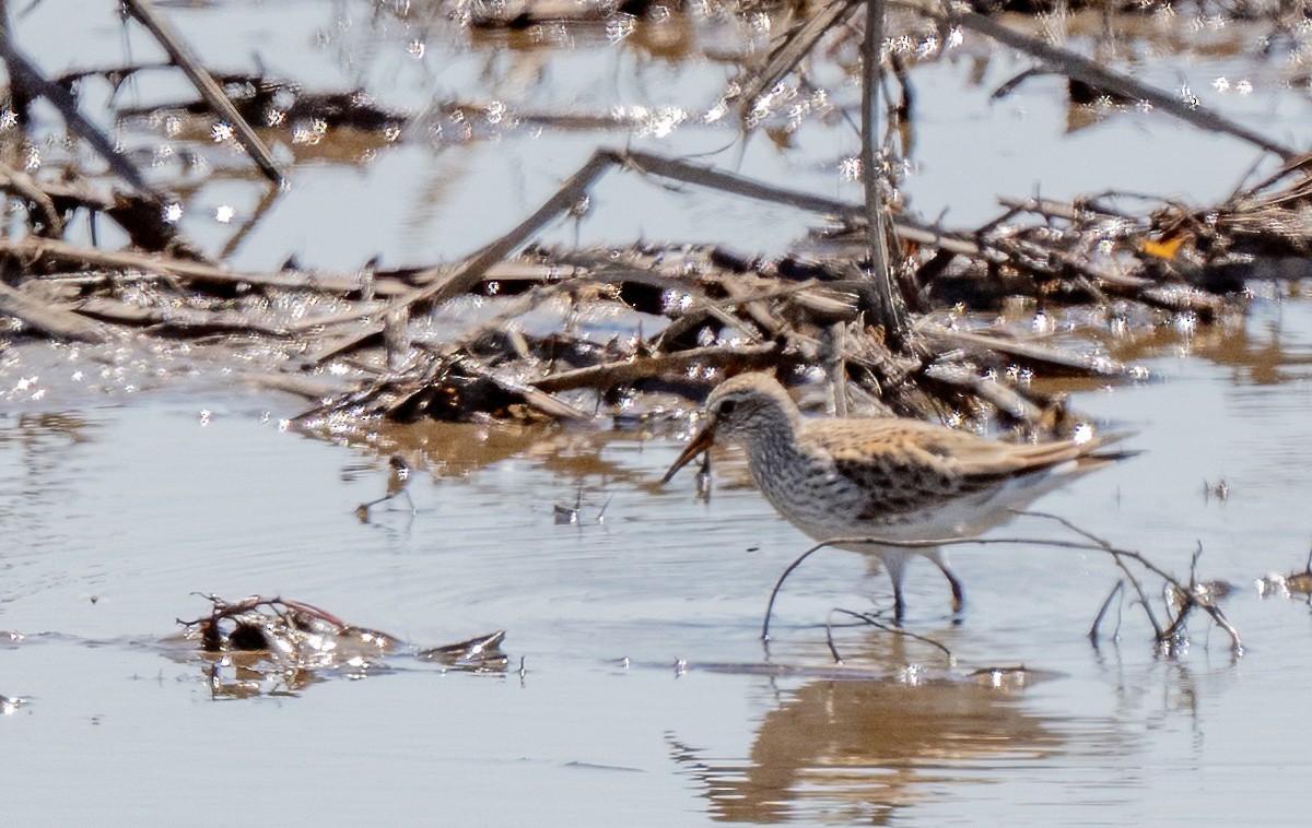 bonapartesnipe - ML636589484