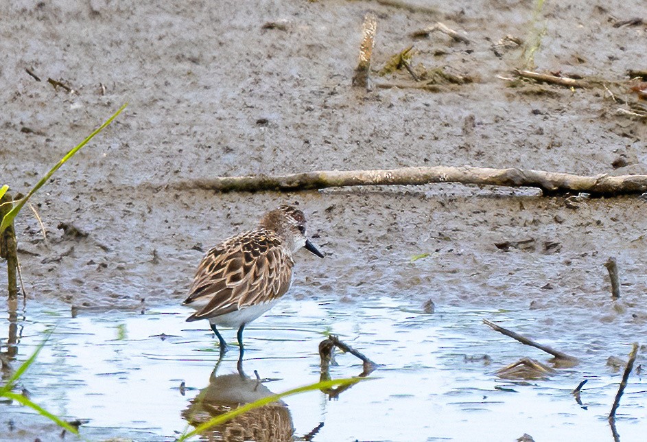 sandsnipe - ML636589497