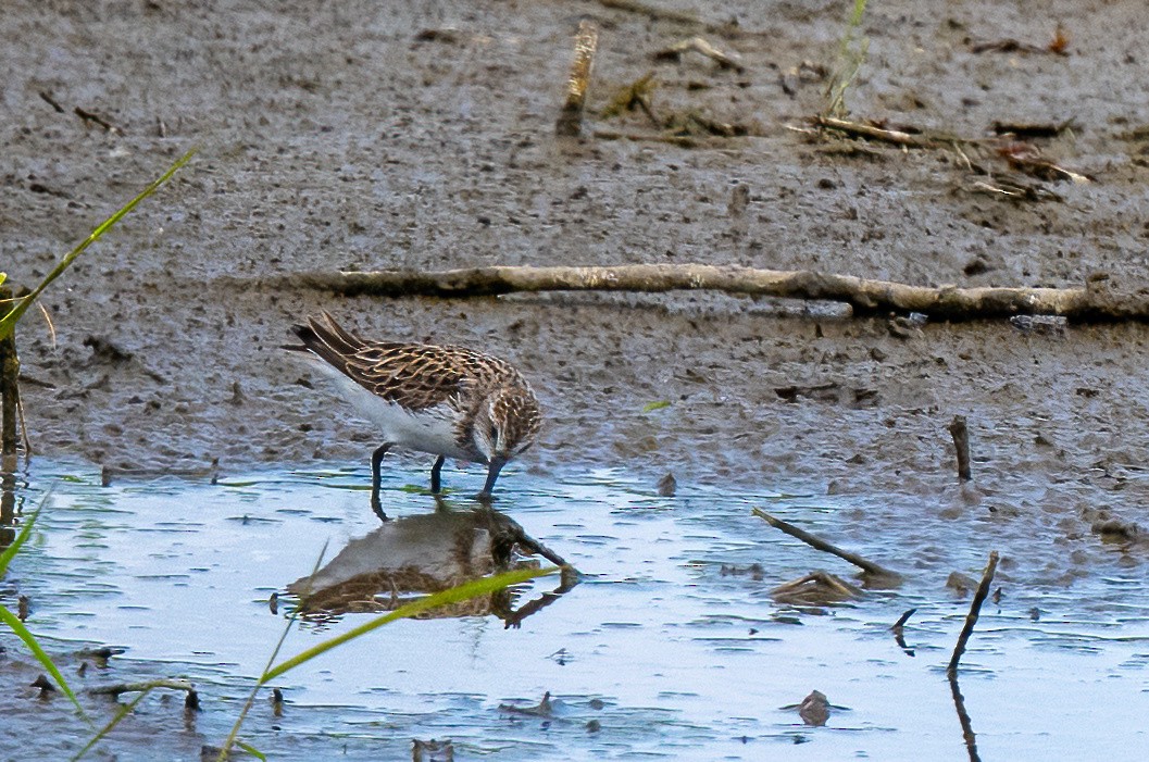 sandsnipe - ML636589498