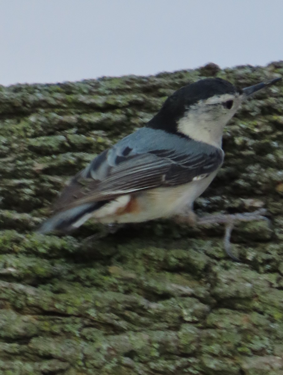 White-breasted Nuthatch - ML636589509