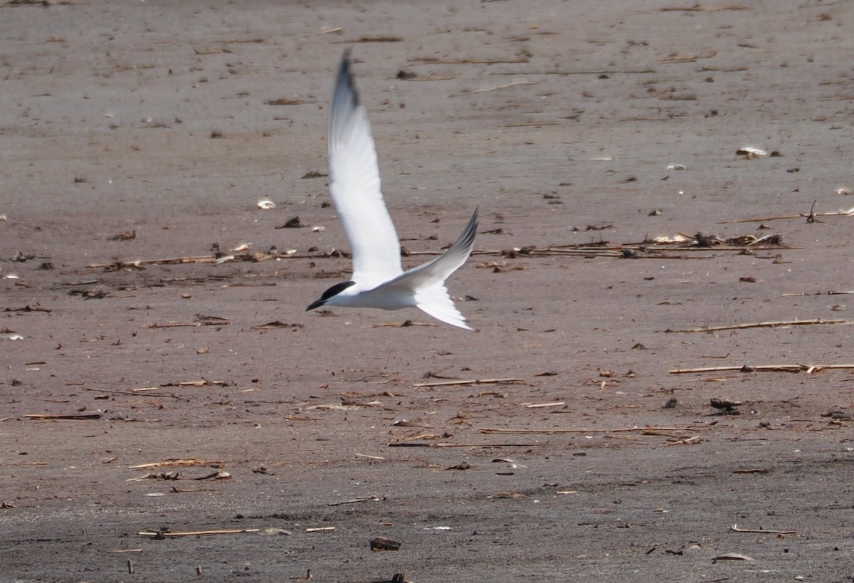Gull-billed Tern - ML636589512