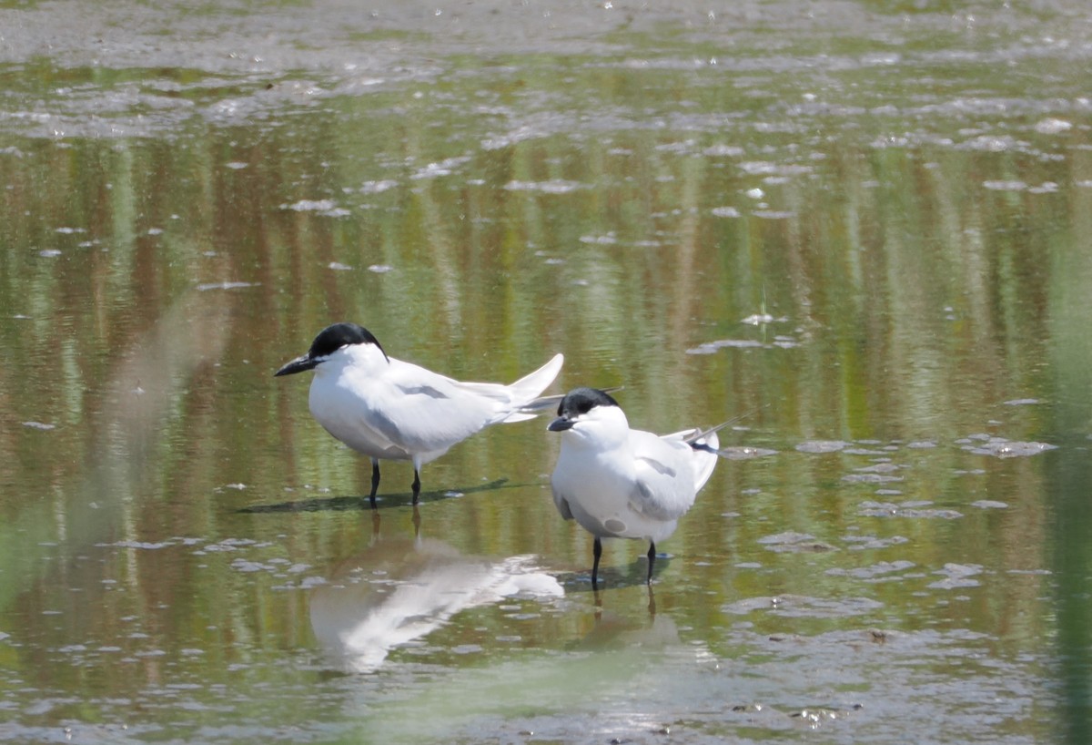 Gull-billed Tern - ML636589513