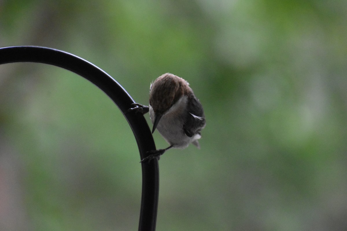 Brown-headed Nuthatch - ML636589521