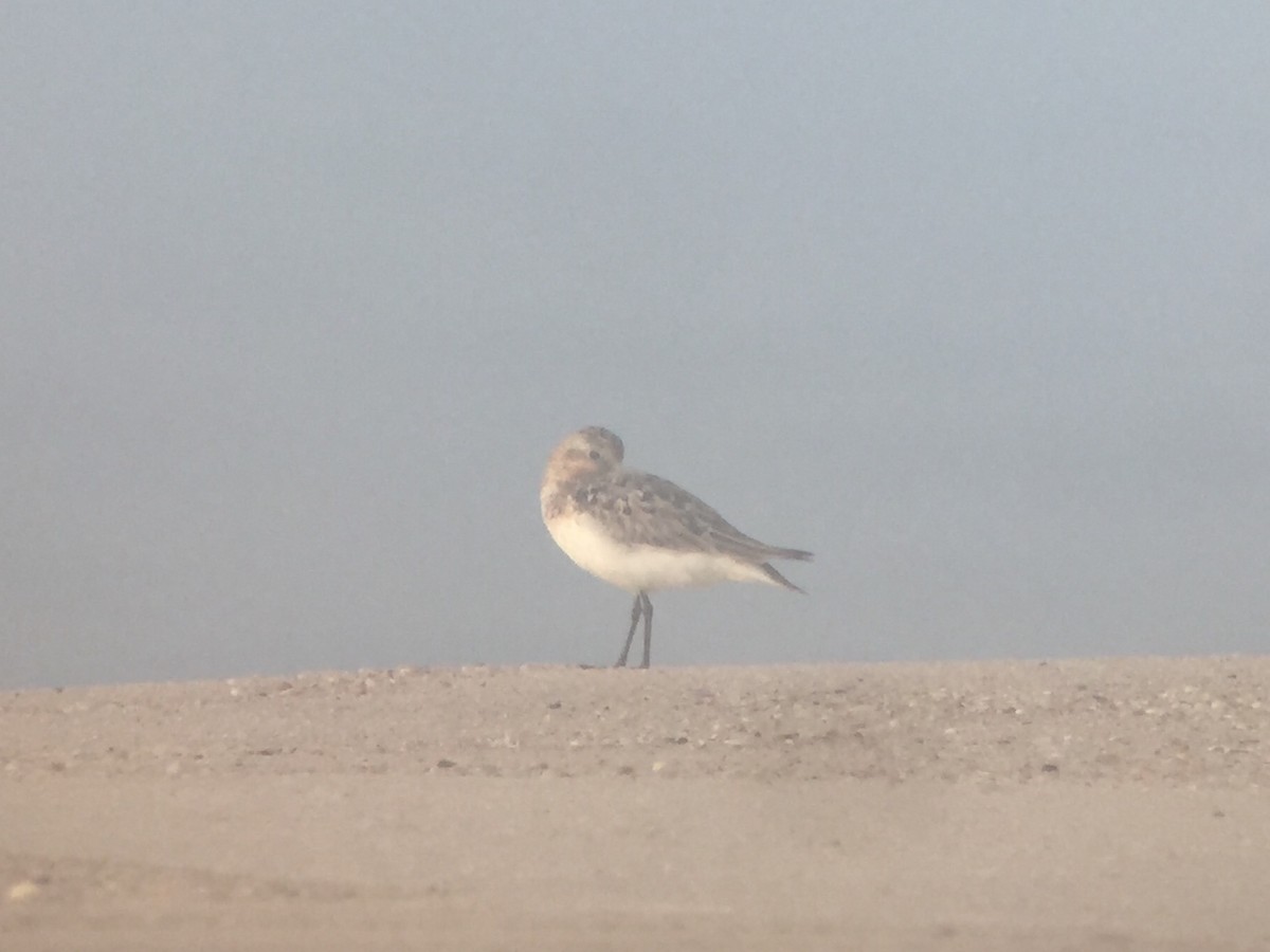 Sanderling - MI YU