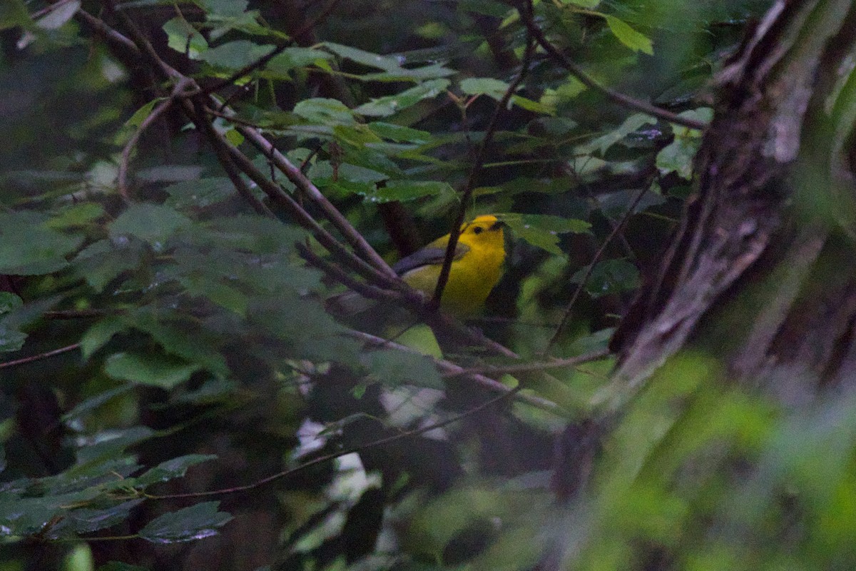 Prothonotary Warbler - ML636589618