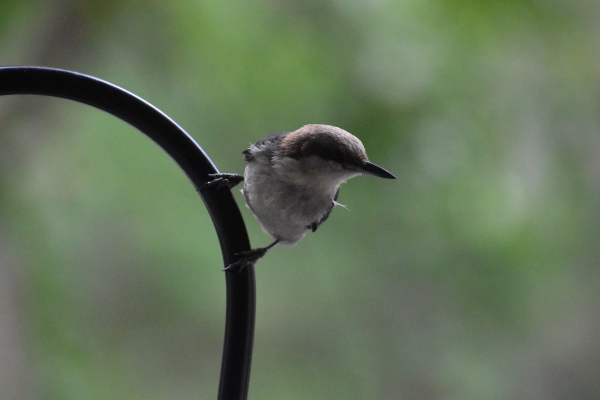 Brown-headed Nuthatch - ML636589740