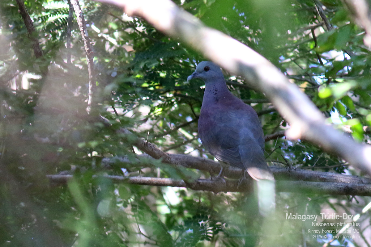 Malagasy Turtle-Dove - ML636589744