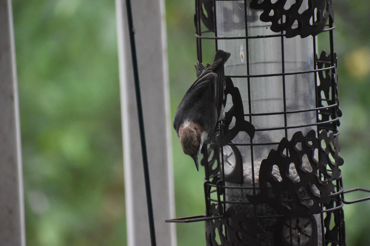 Brown-headed Nuthatch - ML636589817