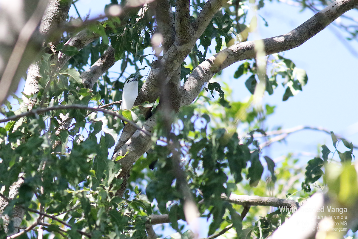 White-headed Vanga - ML636589839