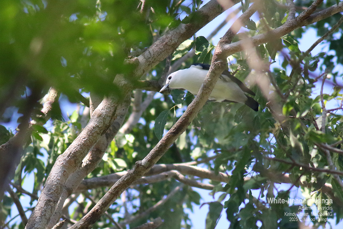 White-headed Vanga - ML636589840