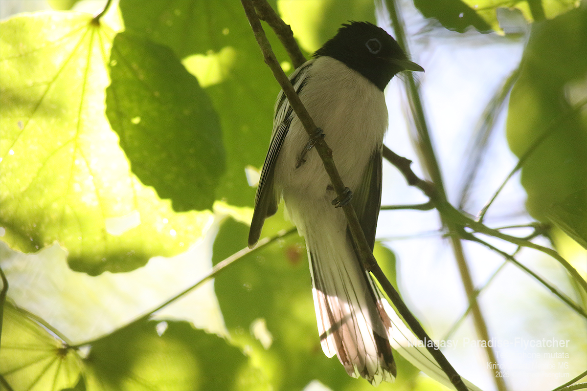 Malagasy Paradise-Flycatcher (Malagasy) - ML636589871