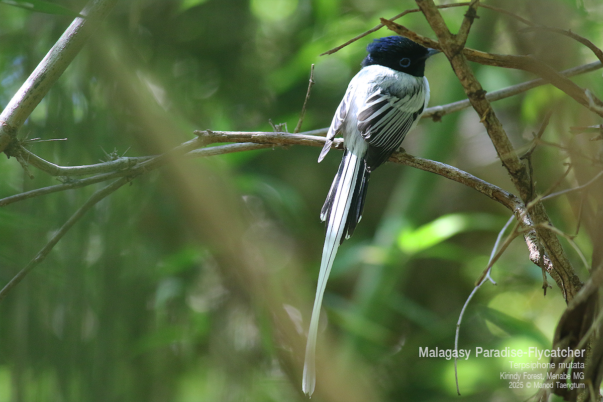 Malagasy Paradise-Flycatcher (Malagasy) - ML636589872