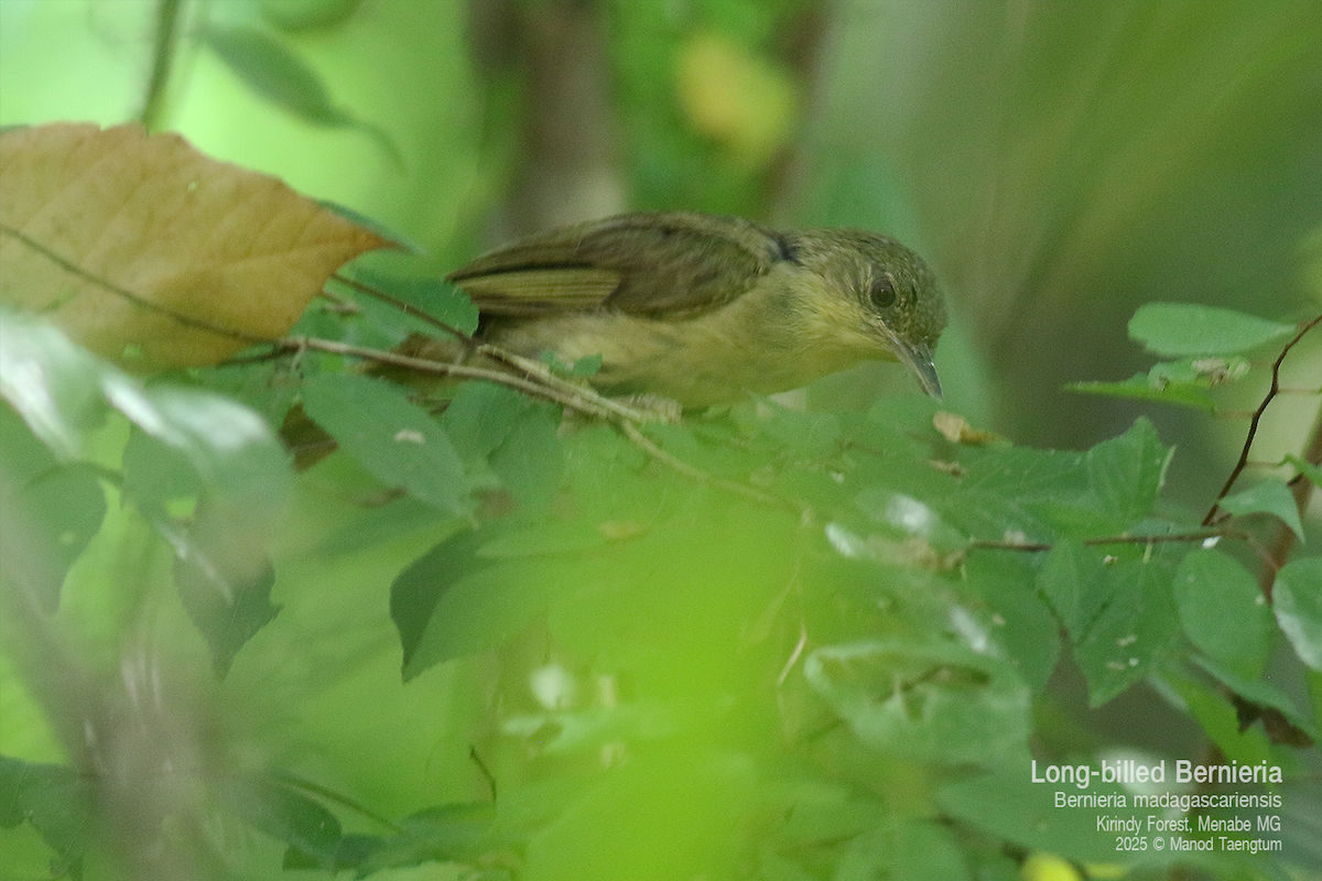 Long-billed Bernieria - ML636589880
