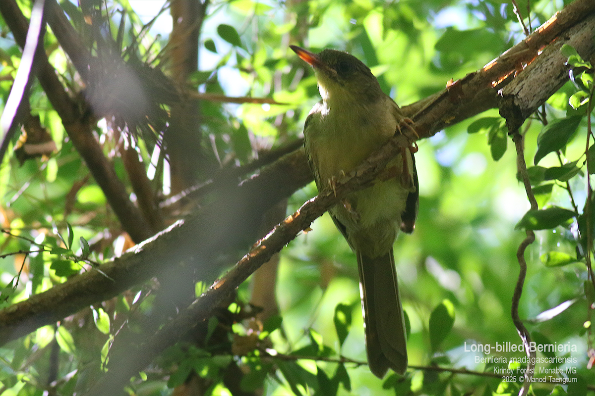 Long-billed Bernieria - ML636589881