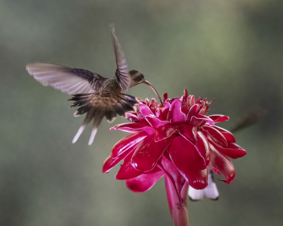 Long-billed Hermit - ML636589995