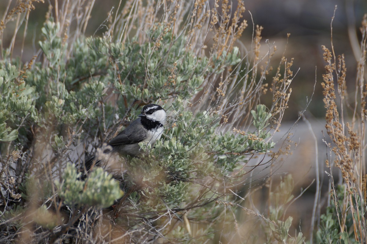 Mountain Chickadee - ML636590023
