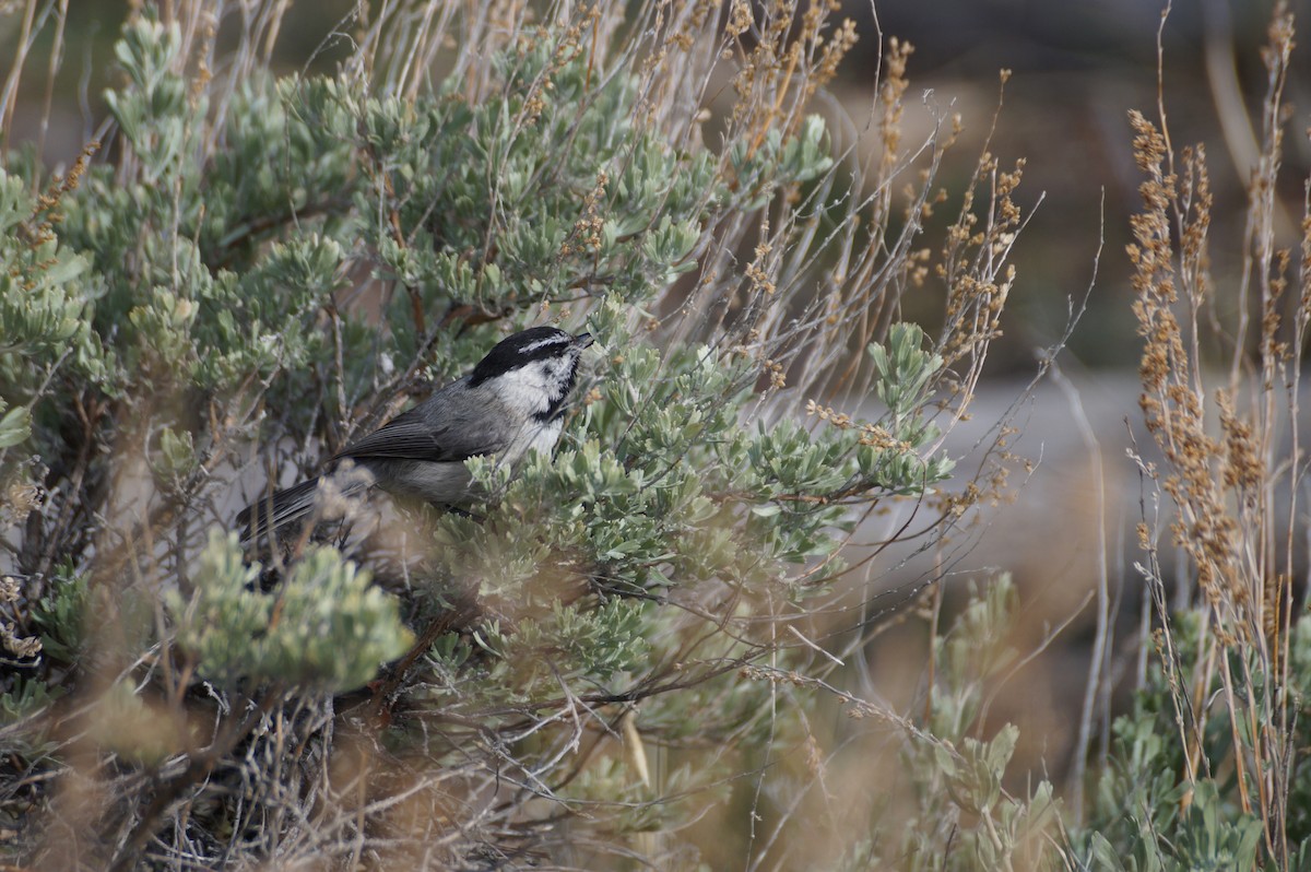 Mountain Chickadee - ML636590024