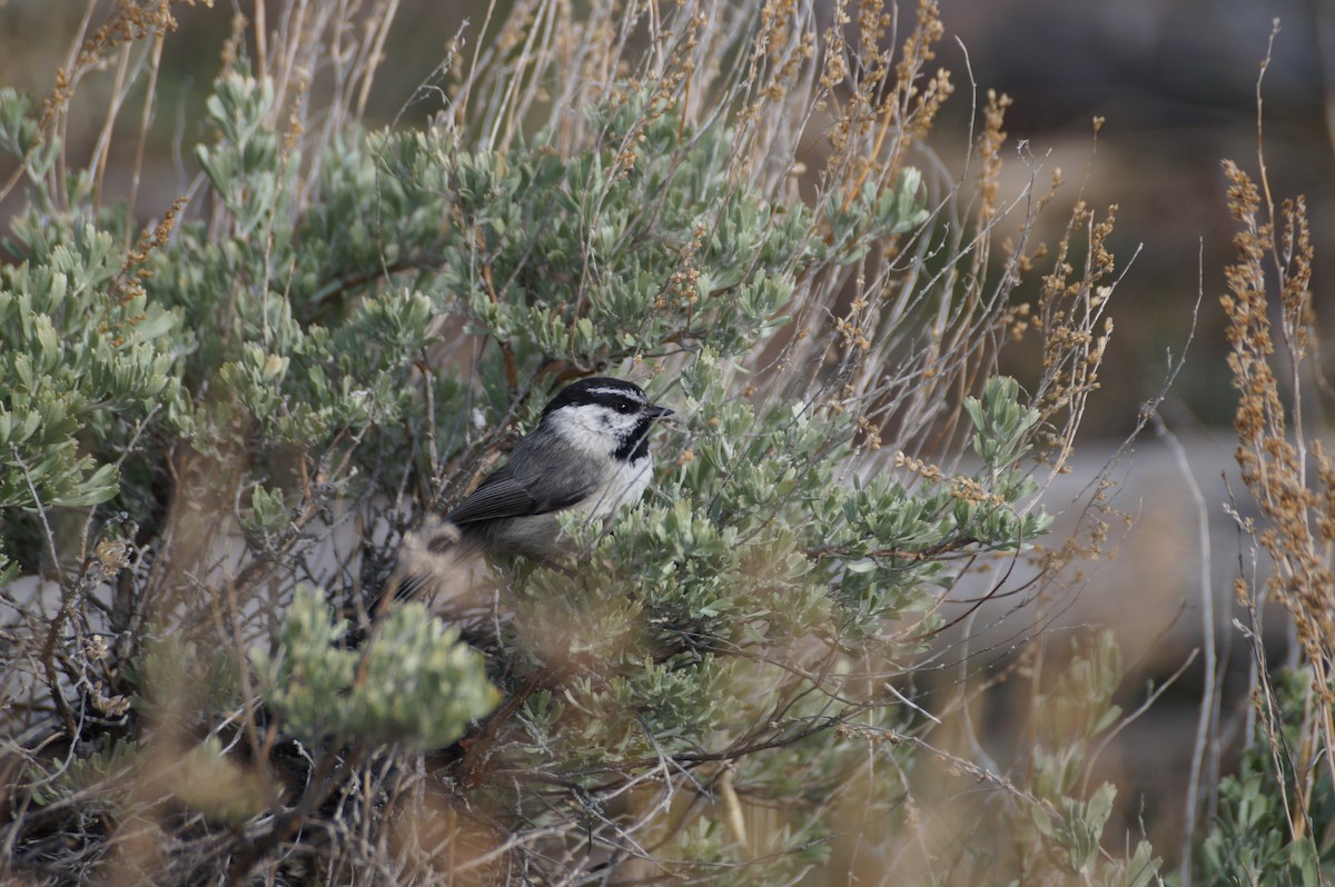 Mountain Chickadee - ML636590025
