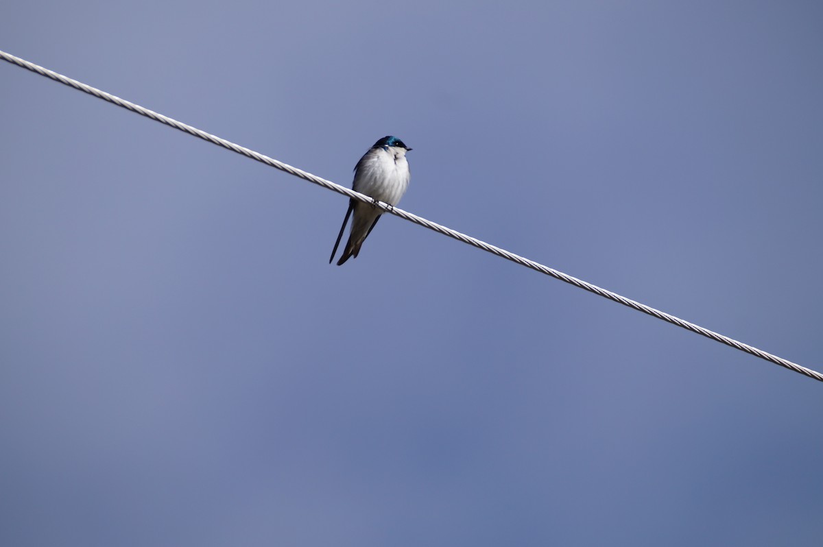 Tree Swallow - ML636590079