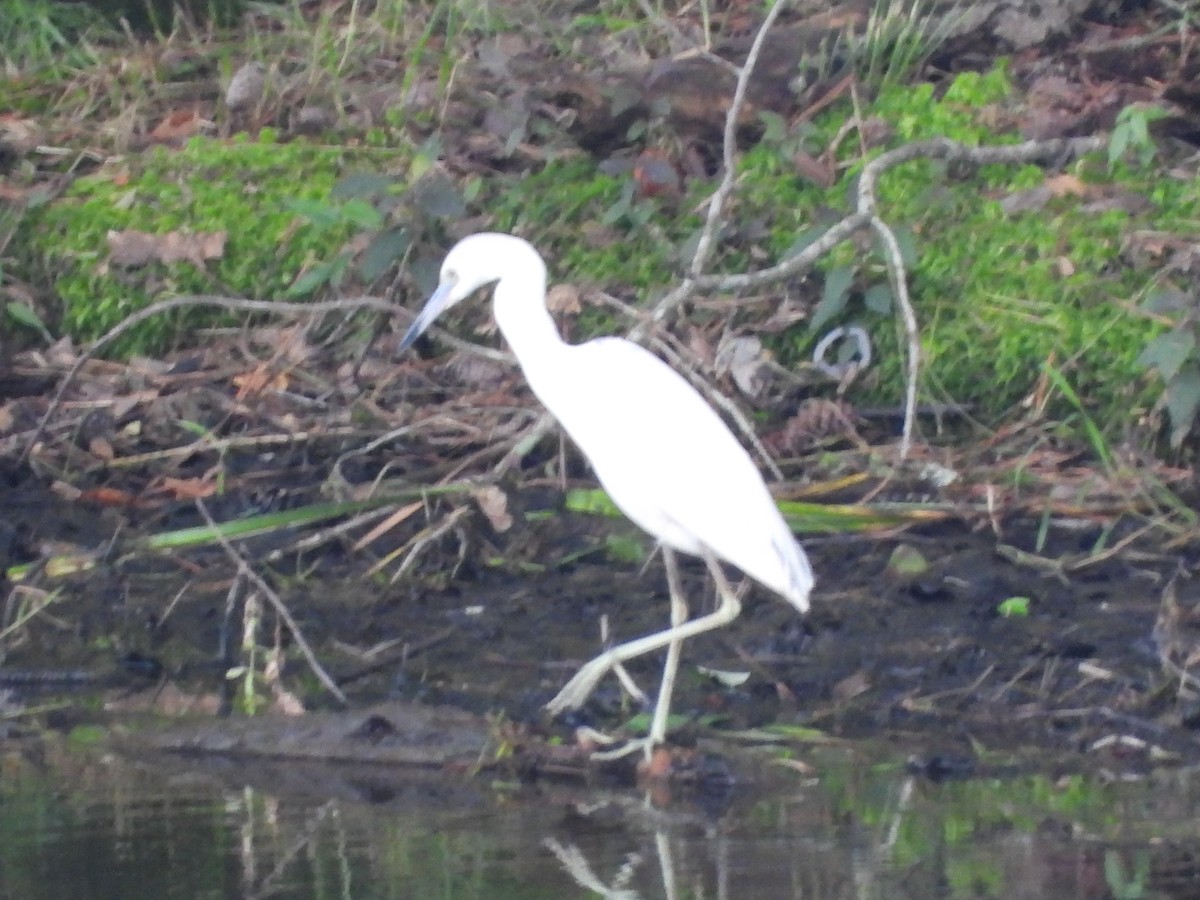 Little Blue Heron - ML636590101