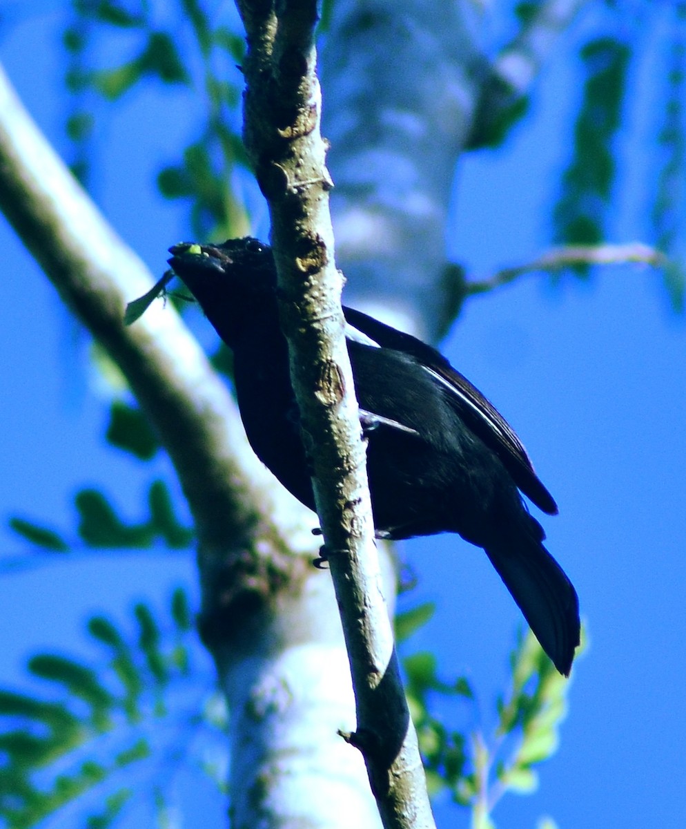 Cuban Bullfinch - ML636590104
