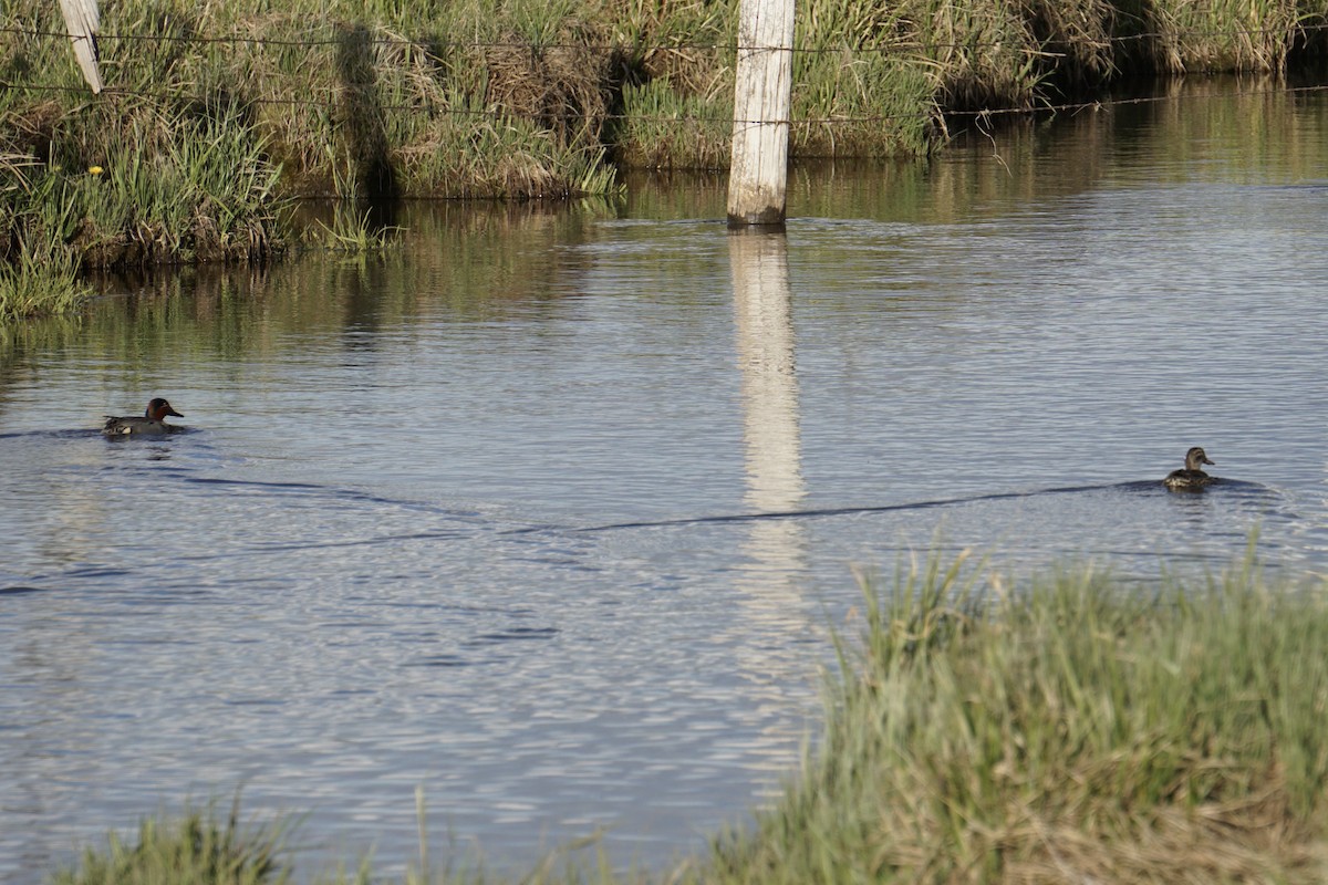 Green-winged Teal (American) - ML636590113