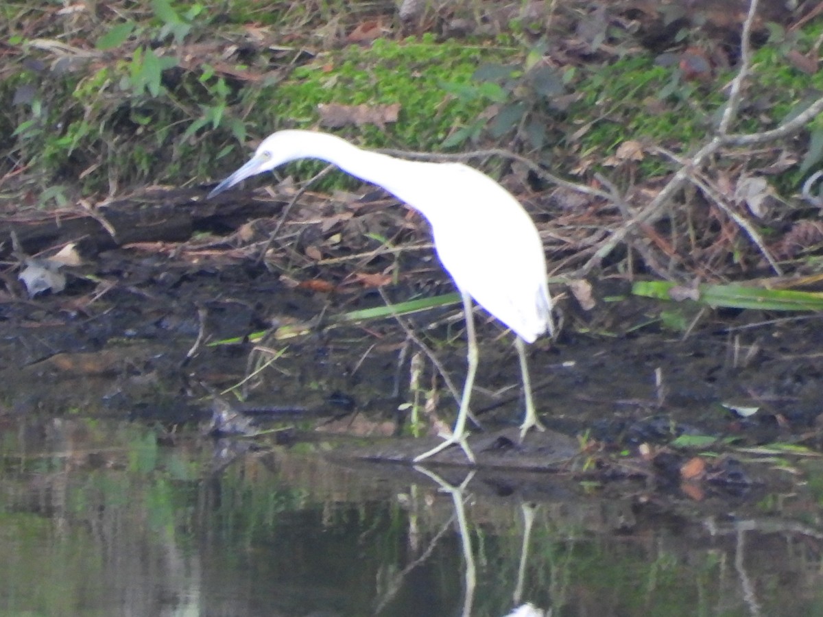 Little Blue Heron - ML636590114