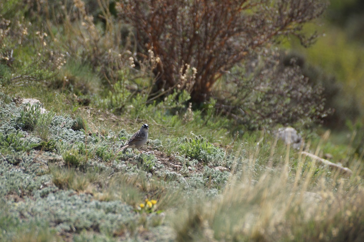 White-crowned Sparrow - ML636590122
