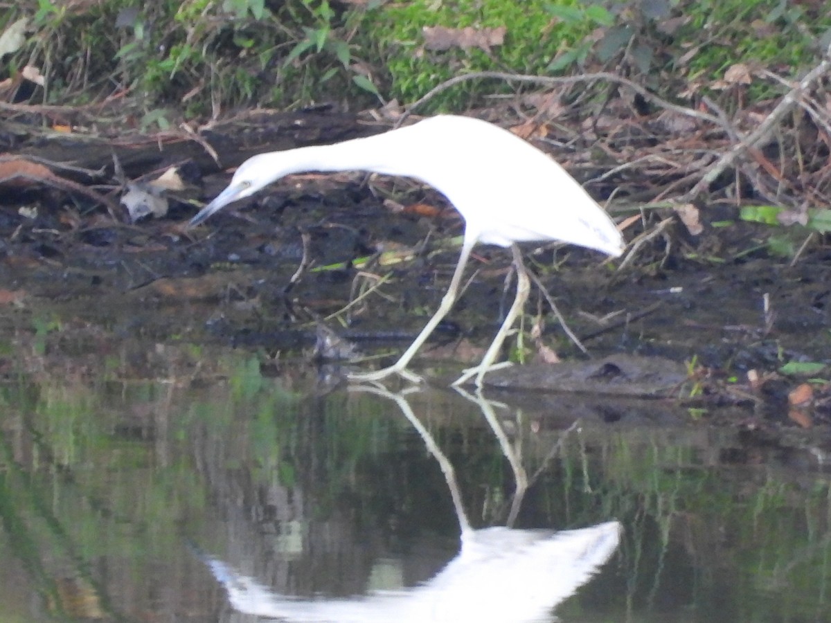 Little Blue Heron - ML636590127