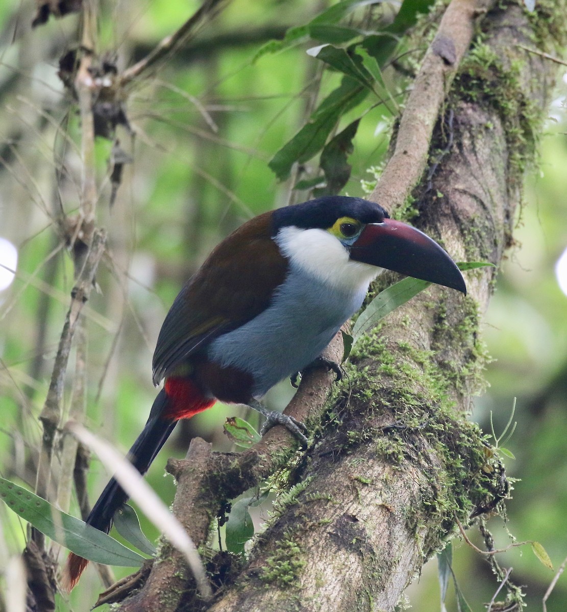 Black-billed Mountain-Toucan - ML636590177