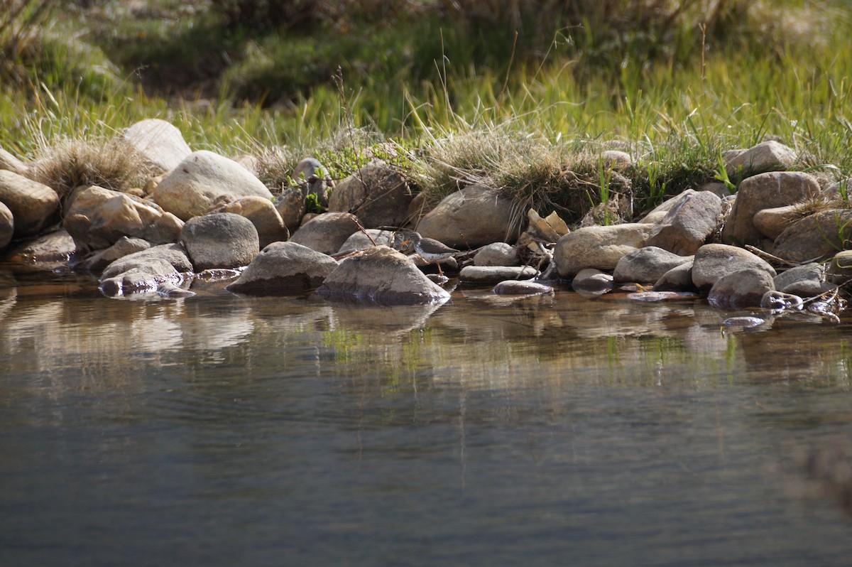 Spotted Sandpiper - ML636590189