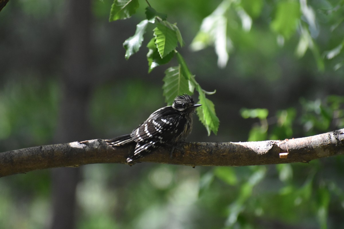Downy Woodpecker - ML636590217