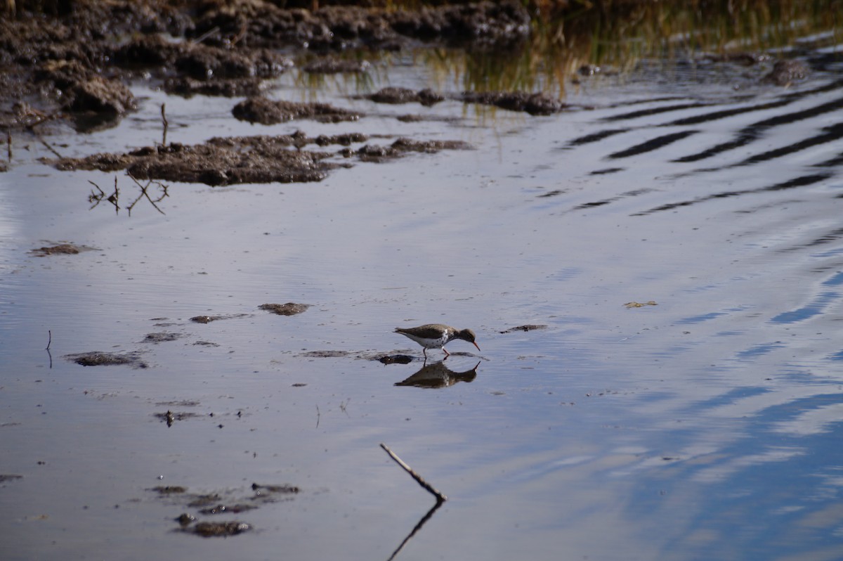Spotted Sandpiper - ML636590221