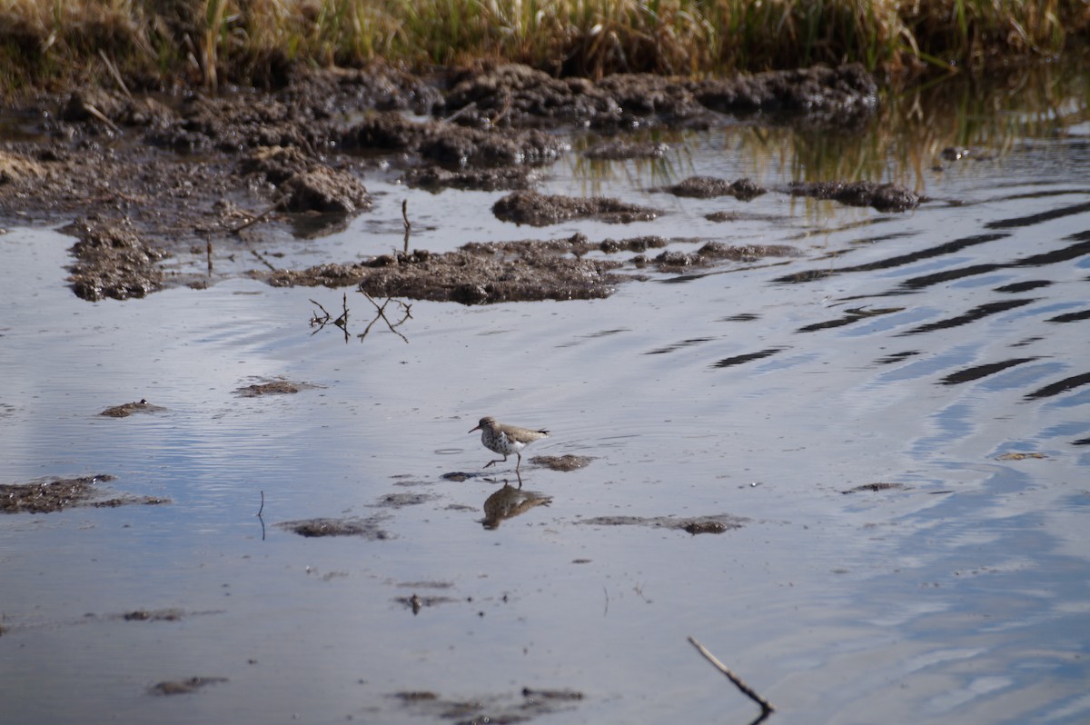 Spotted Sandpiper - ML636590222