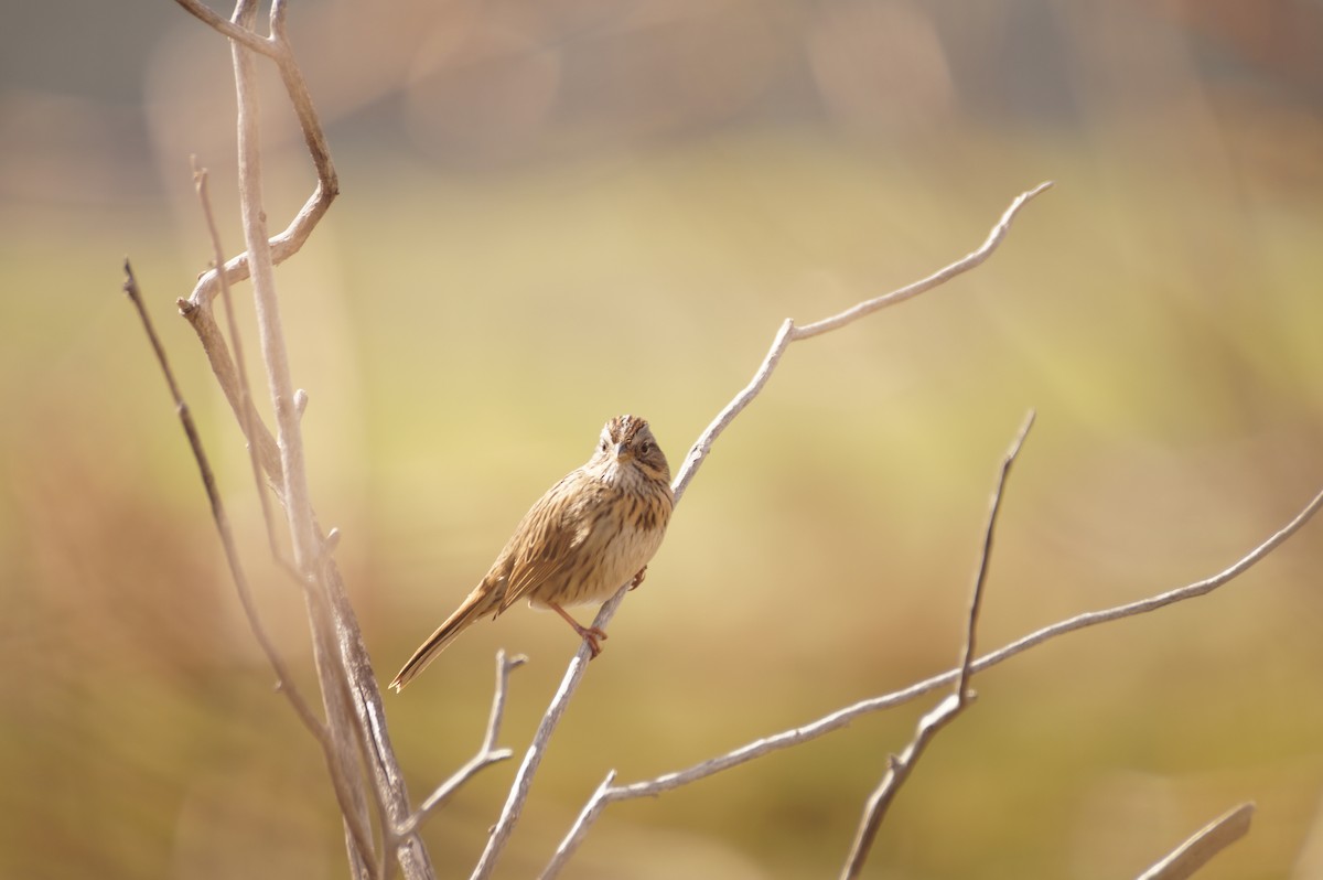 Lincoln's Sparrow - ML636590240