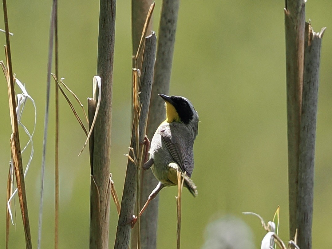 Common Yellowthroat - ML636590247