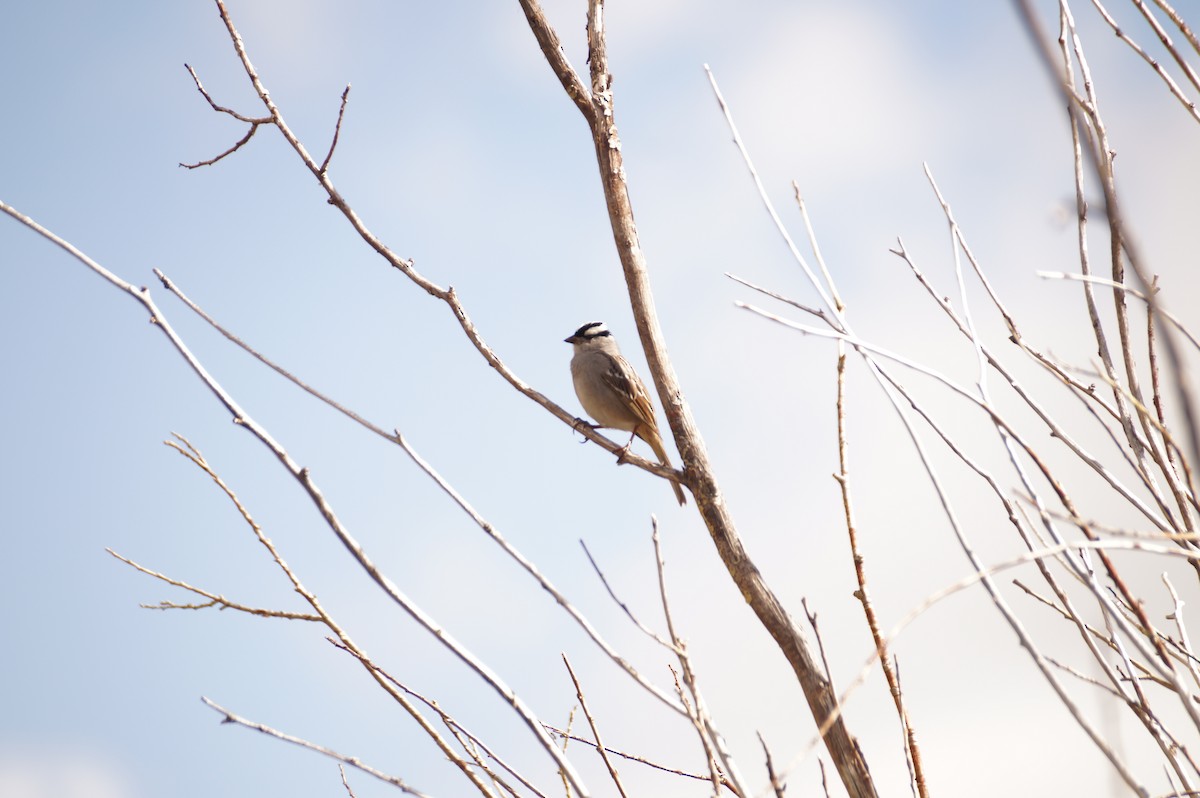 White-crowned Sparrow - ML636590255