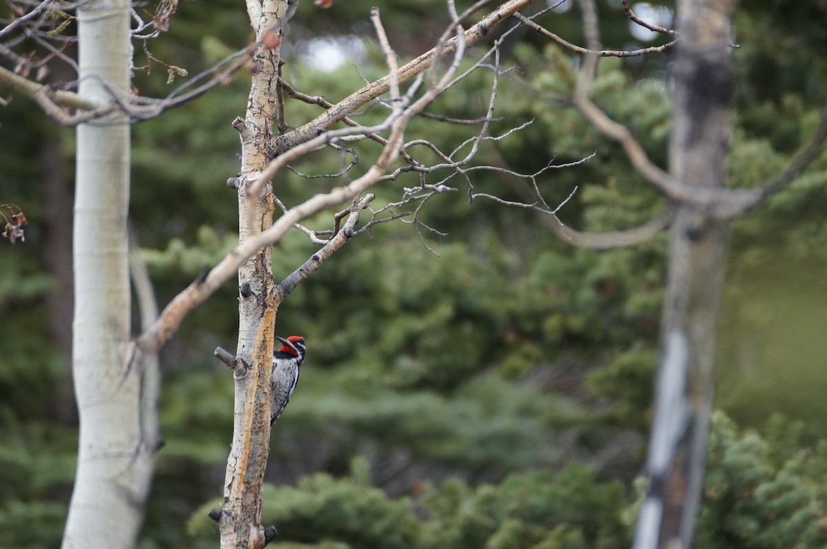 Red-naped Sapsucker - ML636590312