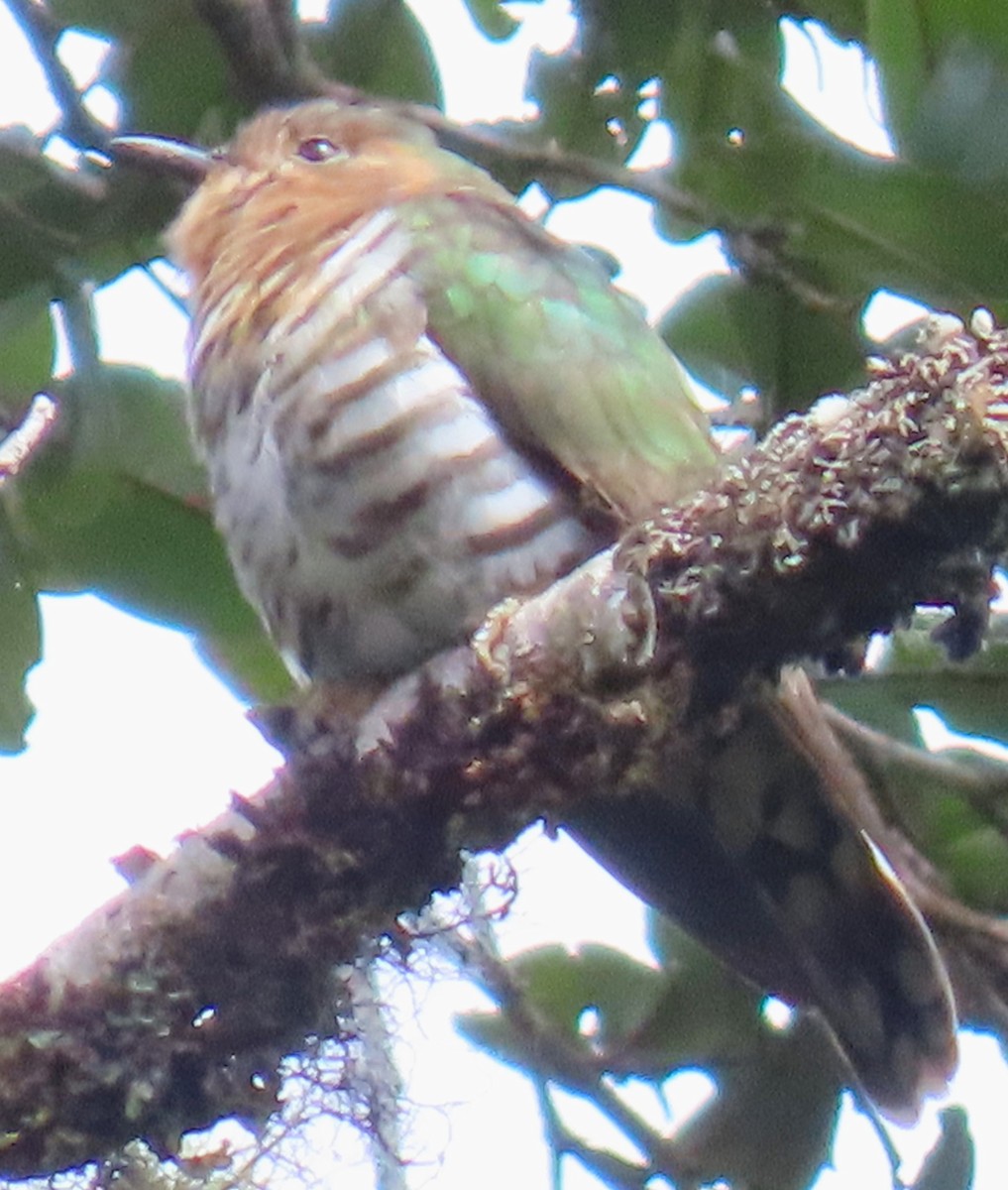 Rufous-throated Bronze-Cuckoo - ML636590401